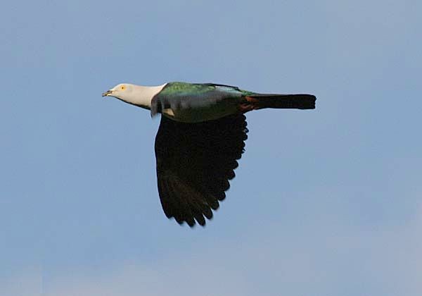 Elegant Imperial-Pigeon - ML379540711