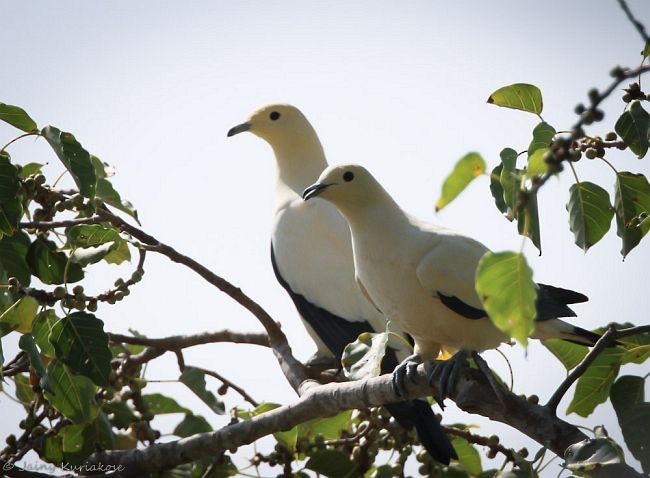 Pied Imperial-Pigeon - ML379540801