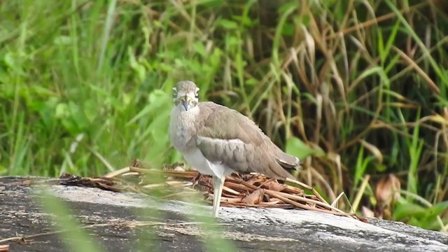 Great Thick-knee - ML379541411