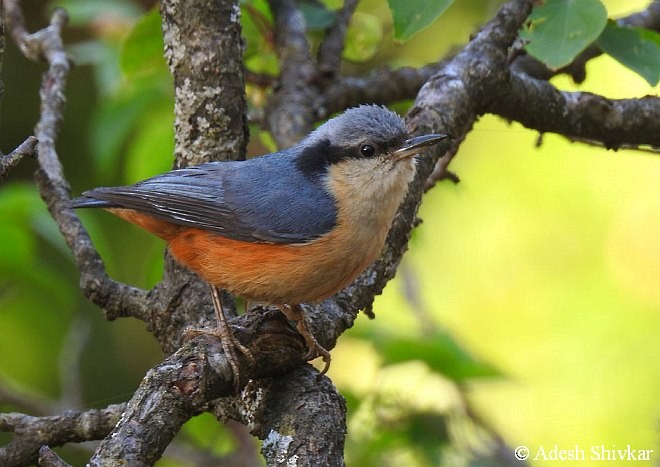 White-tailed Nuthatch - Adesh Shivkar