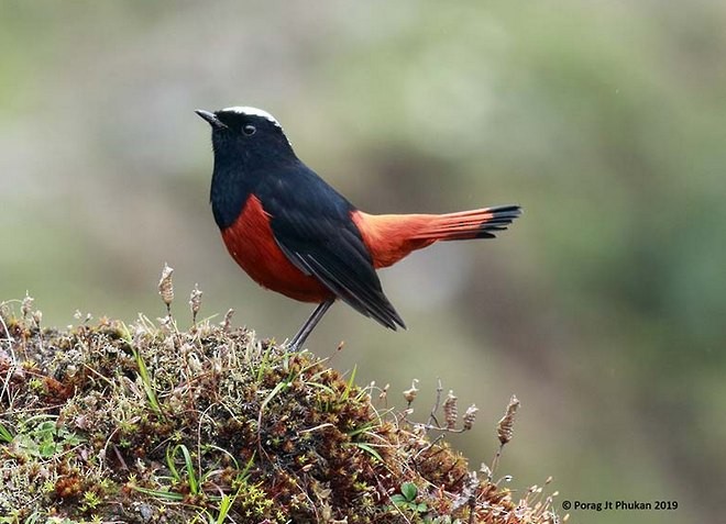 White-capped Redstart - ML379542301