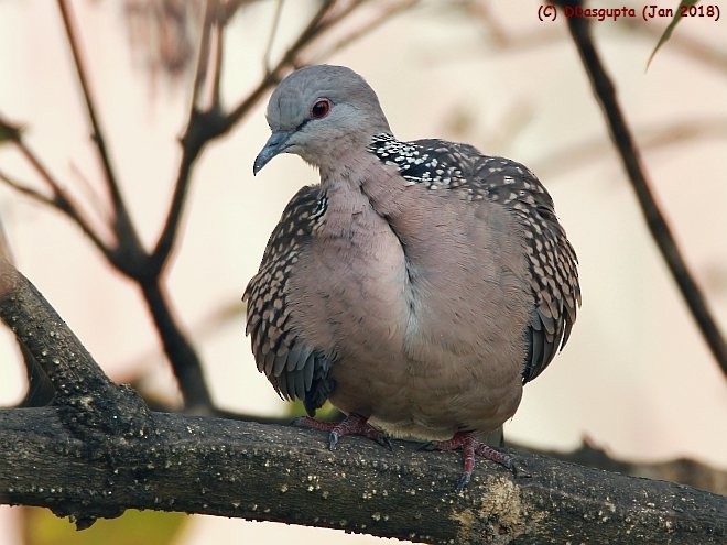Spotted Dove (Western) - ML379542911