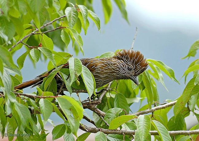 Striated Laughingthrush - ML379542941