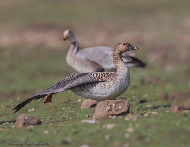 Tundra Bean-Goose - ML379543071