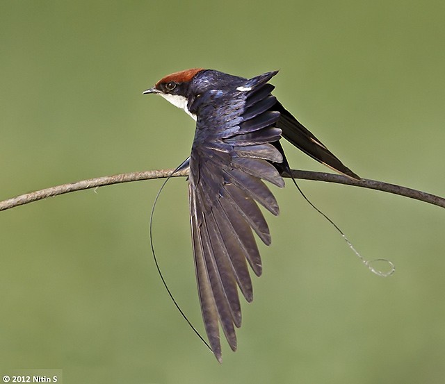 Wire-tailed Swallow - ML379543151