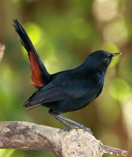 Indian Robin - Chandrasri Narampanawa