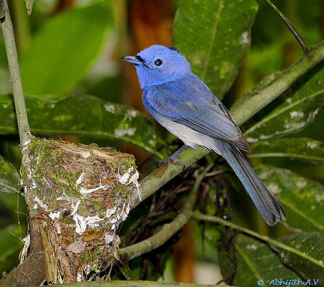 Black-naped Monarch - Abhijith AV