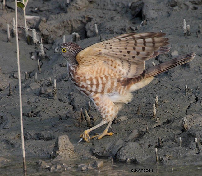 Shikra - Kshounish Ray