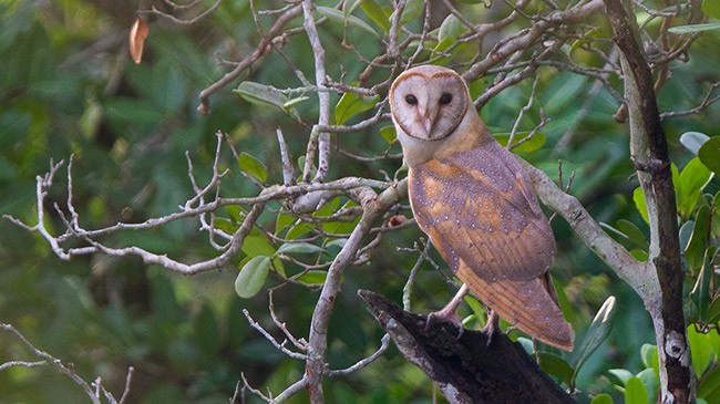 Barn Owl (Eastern) - Soumyajit Nandy