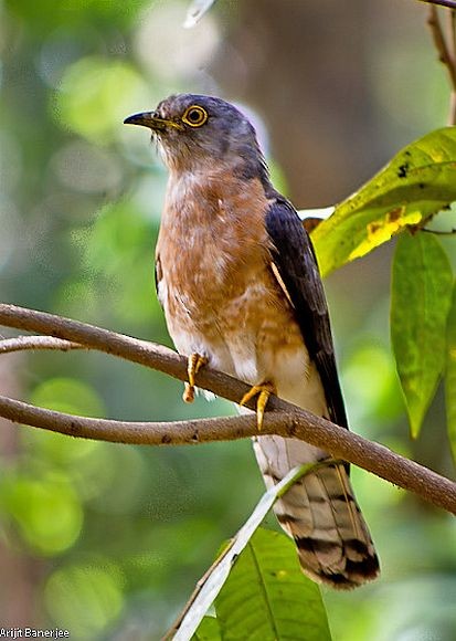 Common Hawk-Cuckoo - ML379543931