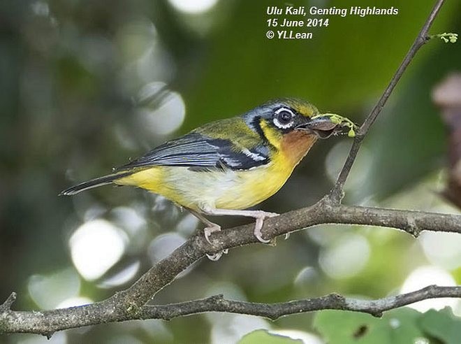 Black-eared Shrike-Babbler - ML379544101