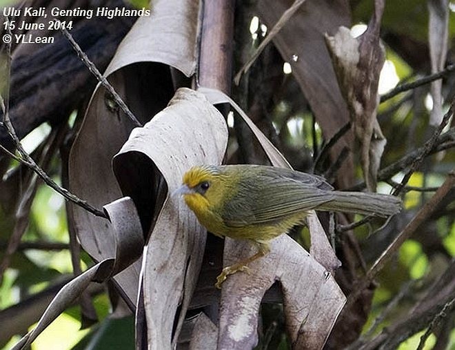 Golden Babbler - ML379544271