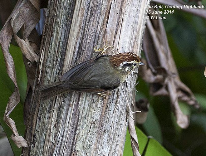 Rufous-winged Fulvetta - ML379544331