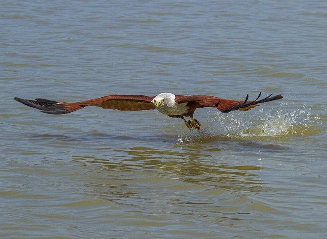 Brahminy Kite - ML379544431