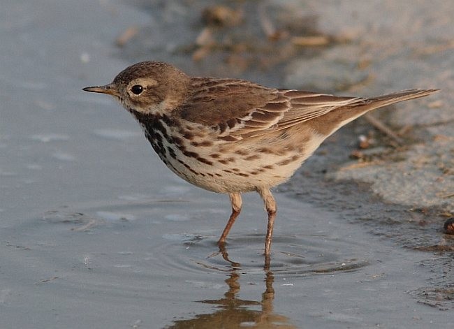 American Pipit - ML379544721