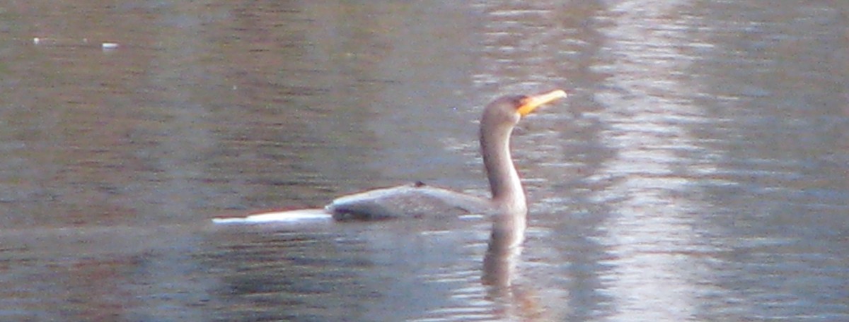 Double-crested Cormorant - Chris Martone