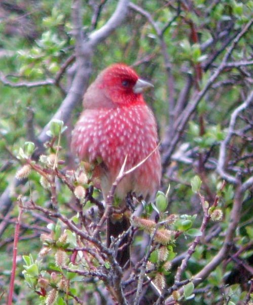 Streaked Rosefinch - ML379545071