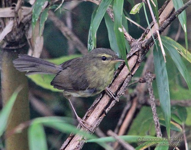 Aberrant Bush Warbler (Aberrant) - ML379545281