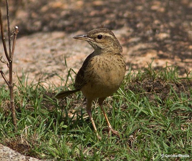 Long-billed Pipit (Indian) - Garima Bhatia