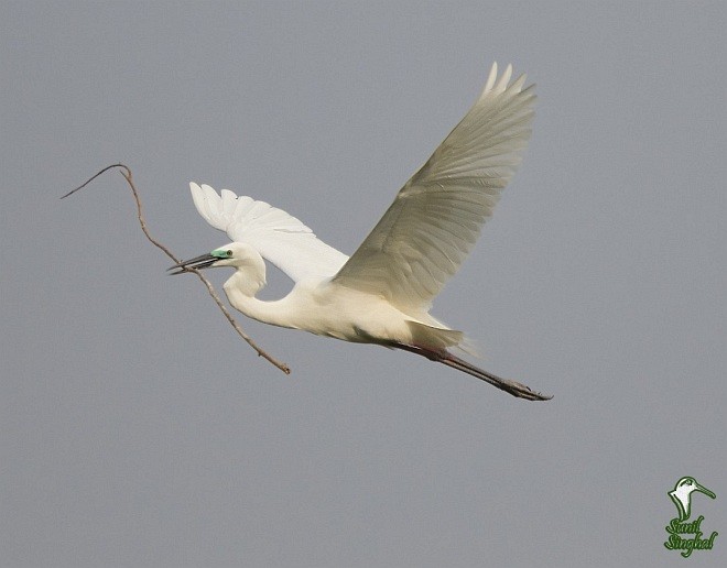Great Egret (modesta) - Sunil Singhal