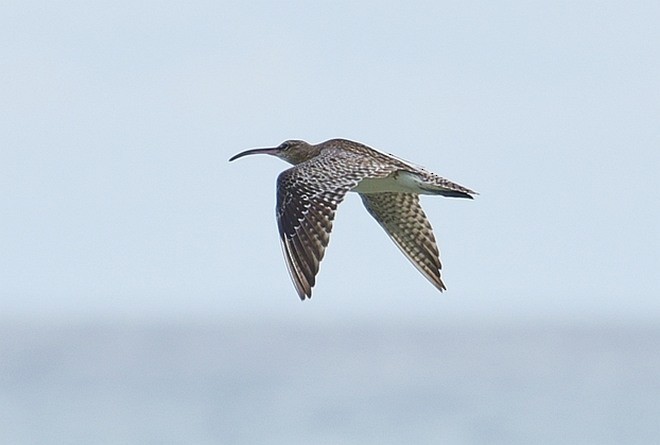 Whimbrel - ML379546571