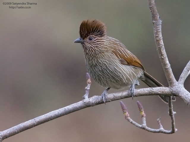 Striated Laughingthrush - ML379546651