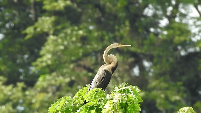 Anhinga Asiática - ML379546911