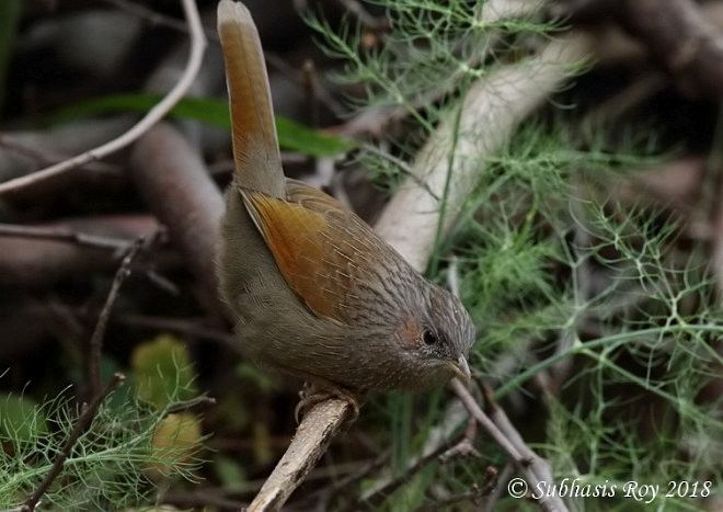 Streaked Laughingthrush - ML379548051