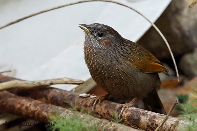 Streaked Laughingthrush - ML379548061