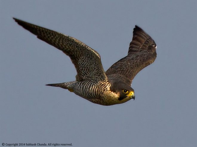 Peregrine Falcon - ML379548701