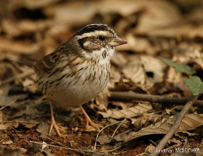 Yellow-browed Bunting - ML379548841