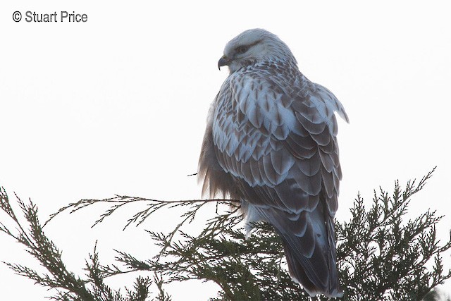 Raufußbussard - ML379549081