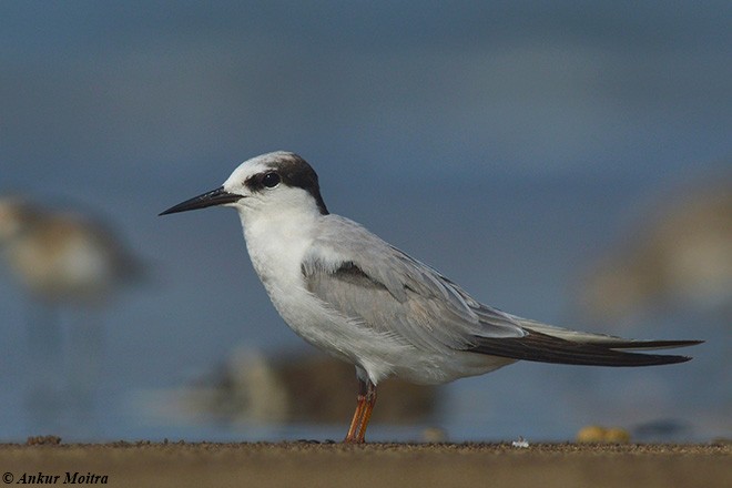 Common Tern - ML379549101