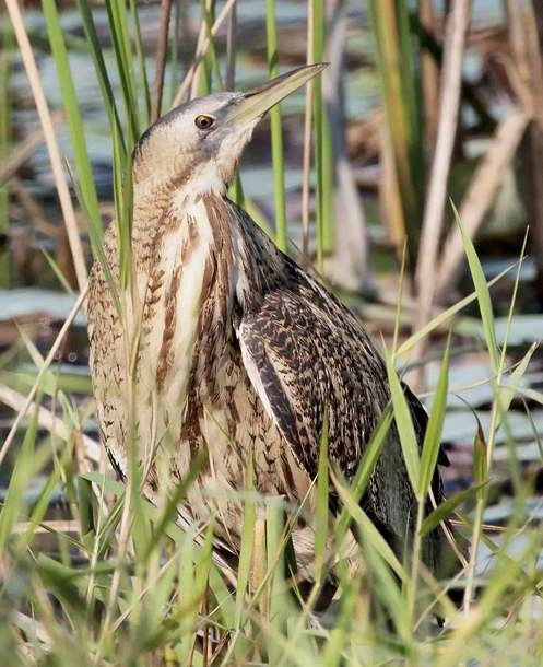 Eurasian Bittern - ML379549131