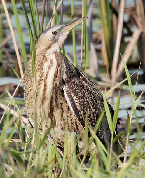 Great Bittern - ML379549131