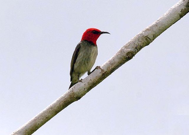 Banda Myzomela - ML379549161