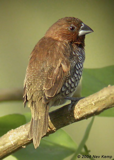 Scaly-breasted Munia (Scaled) - ML379549371