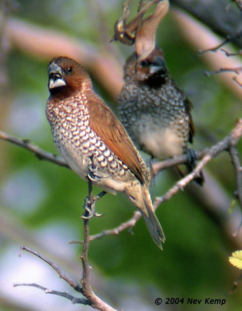 Scaly-breasted Munia (Scaled) - ML379549671