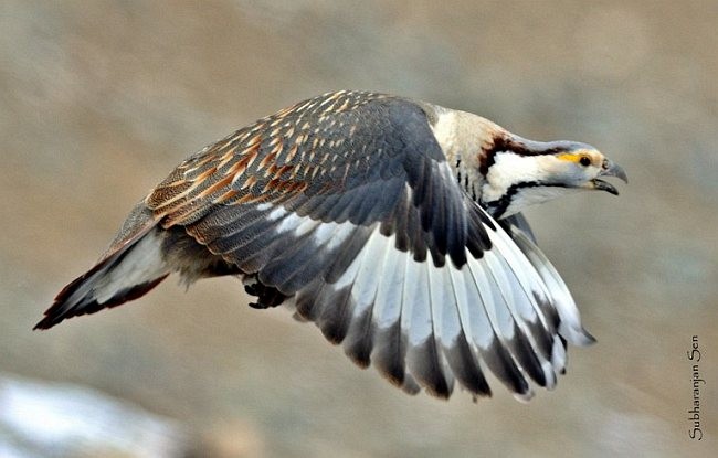 Himalayan Snowcock - ML379549801