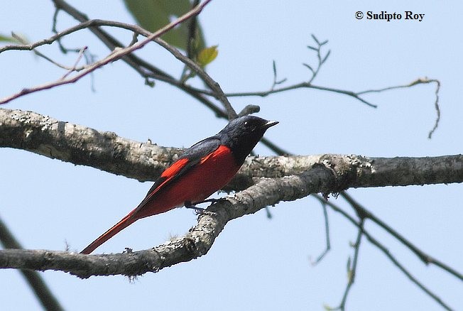 Long-tailed Minivet - Sudipto Roy