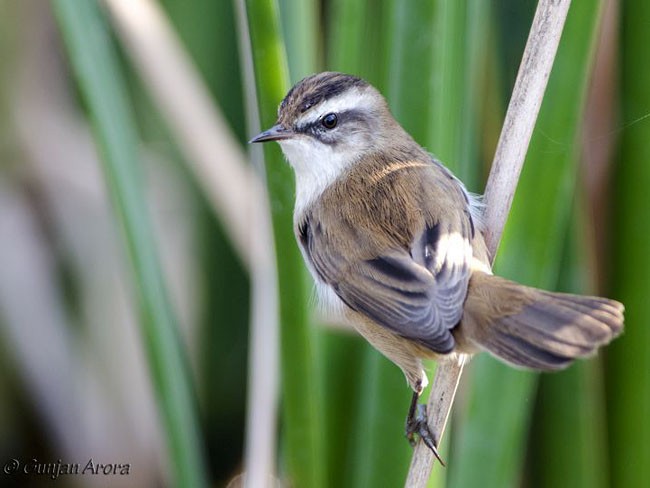 Moustached Warbler - ML379550251
