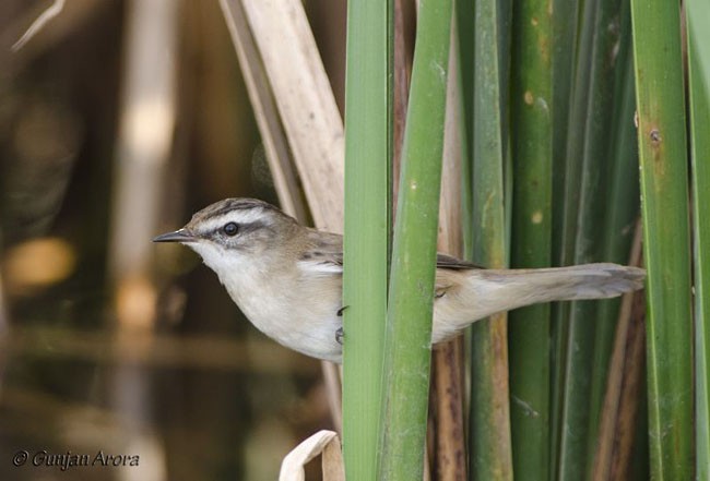 Moustached Warbler - ML379550361