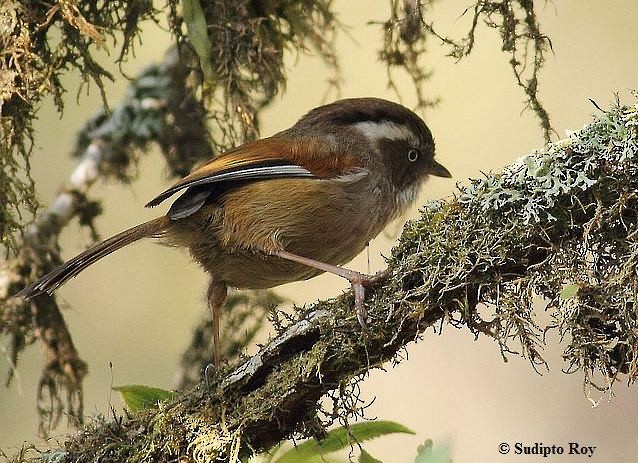 White-browed Fulvetta - Sudipto Roy