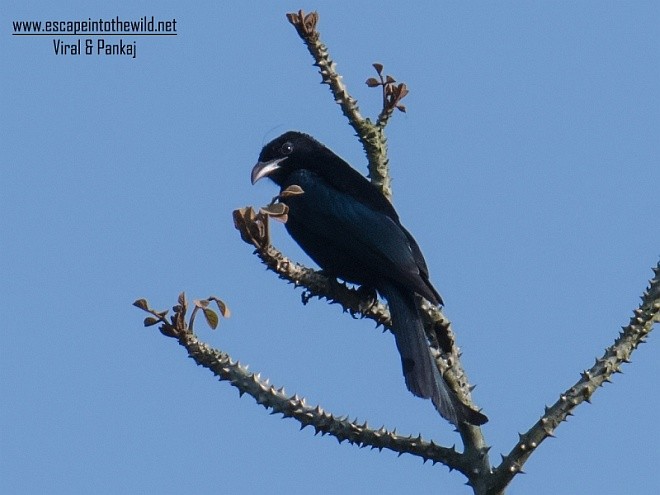 カンムリオウチュウ（hottentottus／brevirostris） - ML379550691