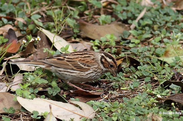 Little Bunting - Sudipto Roy