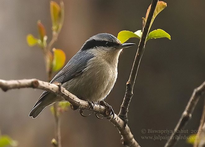 ウンナンゴジュウカラ - ML379551061