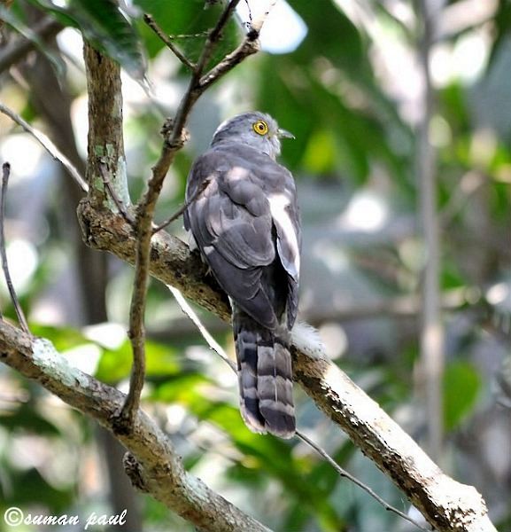 Common Hawk-Cuckoo - ML379551141