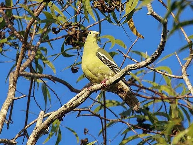 Gray-cheeked Green-Pigeon - ML379551211