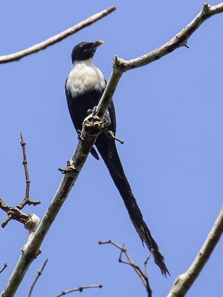 White-necked Myna (Southern) - ML379551301