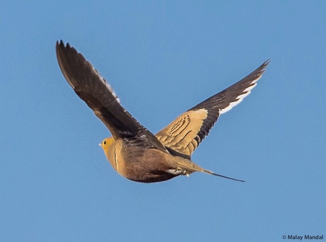 קטה שחומת-גחון (הודית) - ML379551401